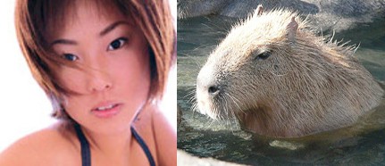 kapibara2.jpg